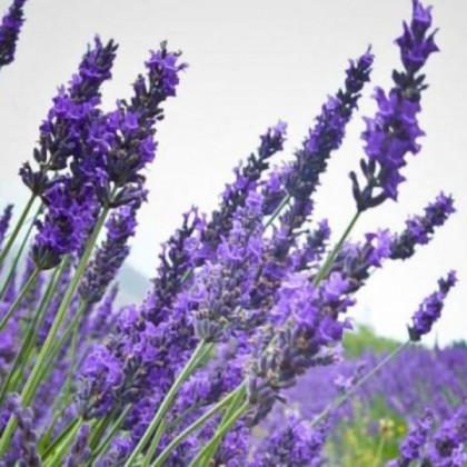 10ml Lavender (French) Oil 