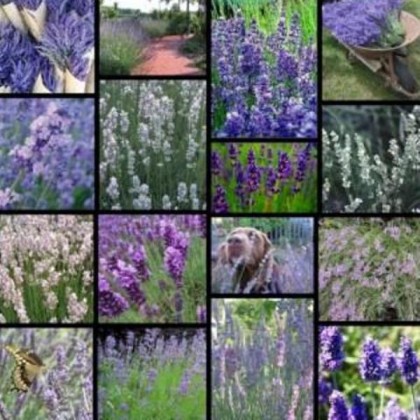 10ml Lavender (French) Oil 