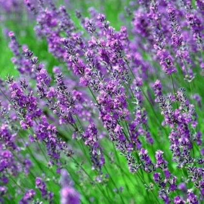 10ml Lavender (French) Oil 