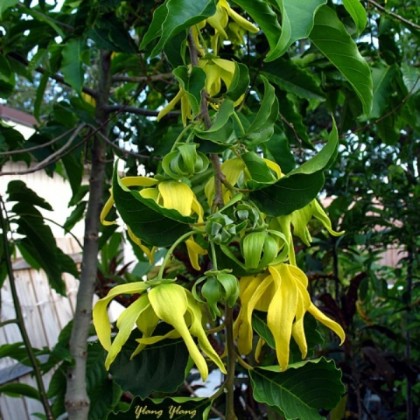 10ml Ylang Ylang Oil 