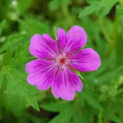 100ml Geranium Oil 100ml Geranium Oil