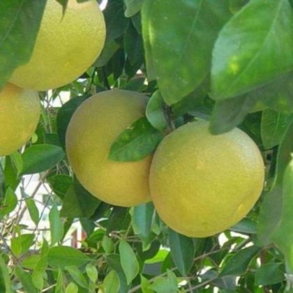 100ml Grapefruit Pink Oil 100ml Grapefruit Pink Oil