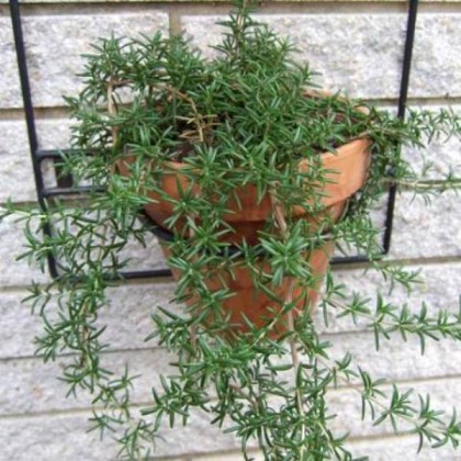 100ml Rosemary (Spanish) Oil 100ml Rosemary (Spanish) Oil