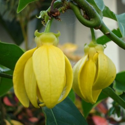 100ml Ylang Ylang Oil 