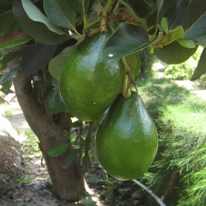 100ml Avocado Oil 100ml Avocado Oil