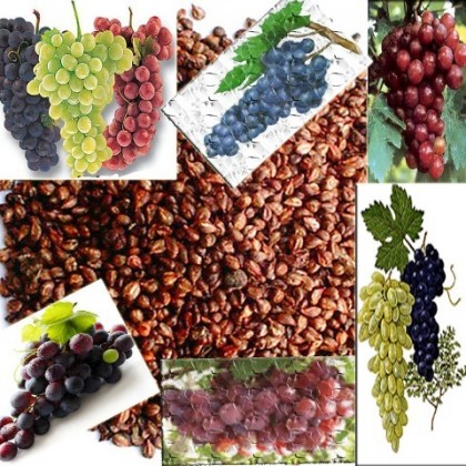 100ml Grapeseed Oil 100ml Grapeseed Oil