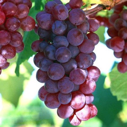 100ml Grapeseed Oil 100ml Grapeseed Oil