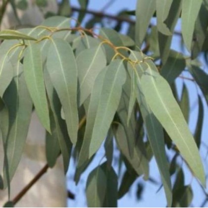 100ml Eucalyptus Oil